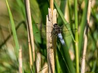 Großer Blaupfeil Männchen